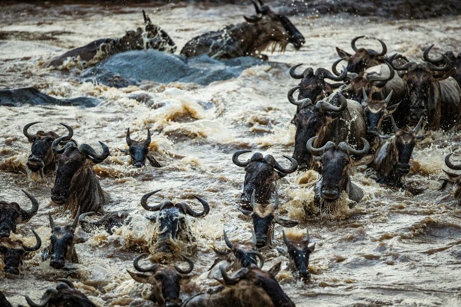 IM_KE_MAR_Wildebeests - Great Migration - Mara River crossing