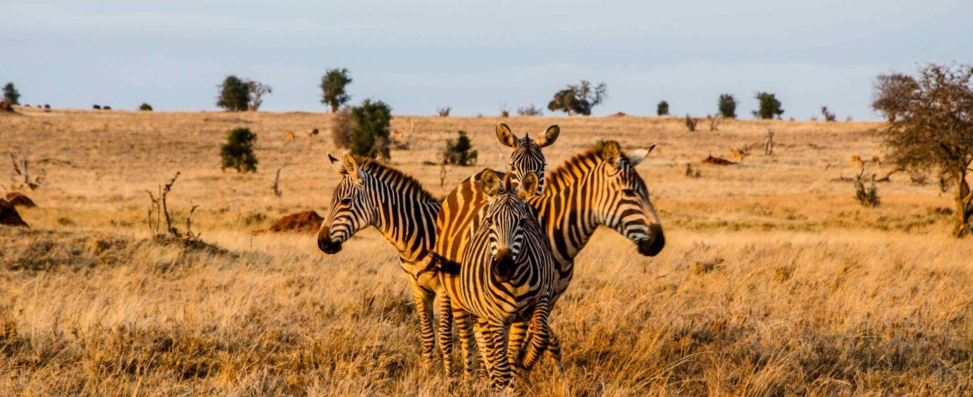 Four Zebras standing in a circle during golden hour in Tsavo West National Park Kenya