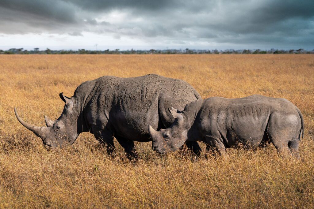 Two black rhinos in the light grass of Ol Pejeta Conservancy