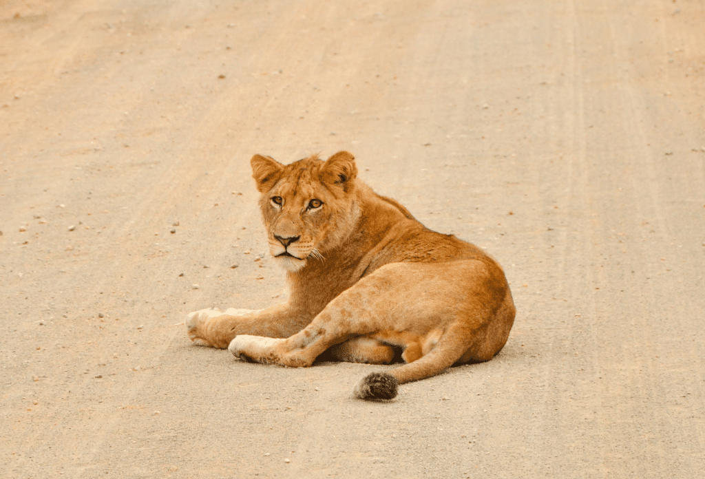 A lion lying on the sandy road of Kruger National Park in South Africa