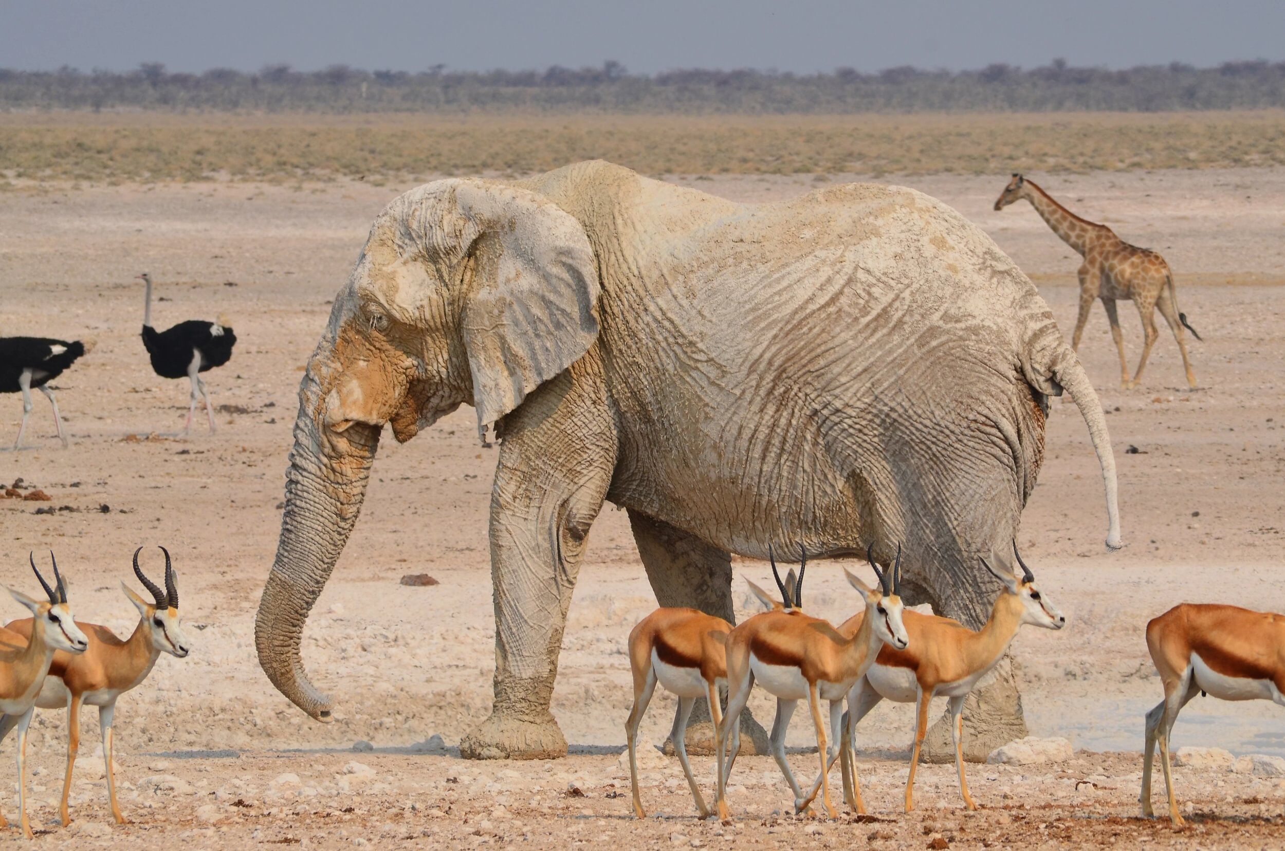 Elephant surrounded by springboks, ostriches and a giraffe in Namibia's Etosha National Park