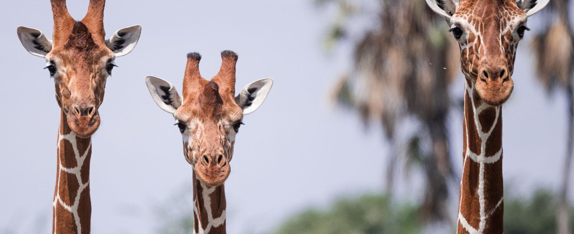 Three giraffes next to each other in Samburu National Reserve