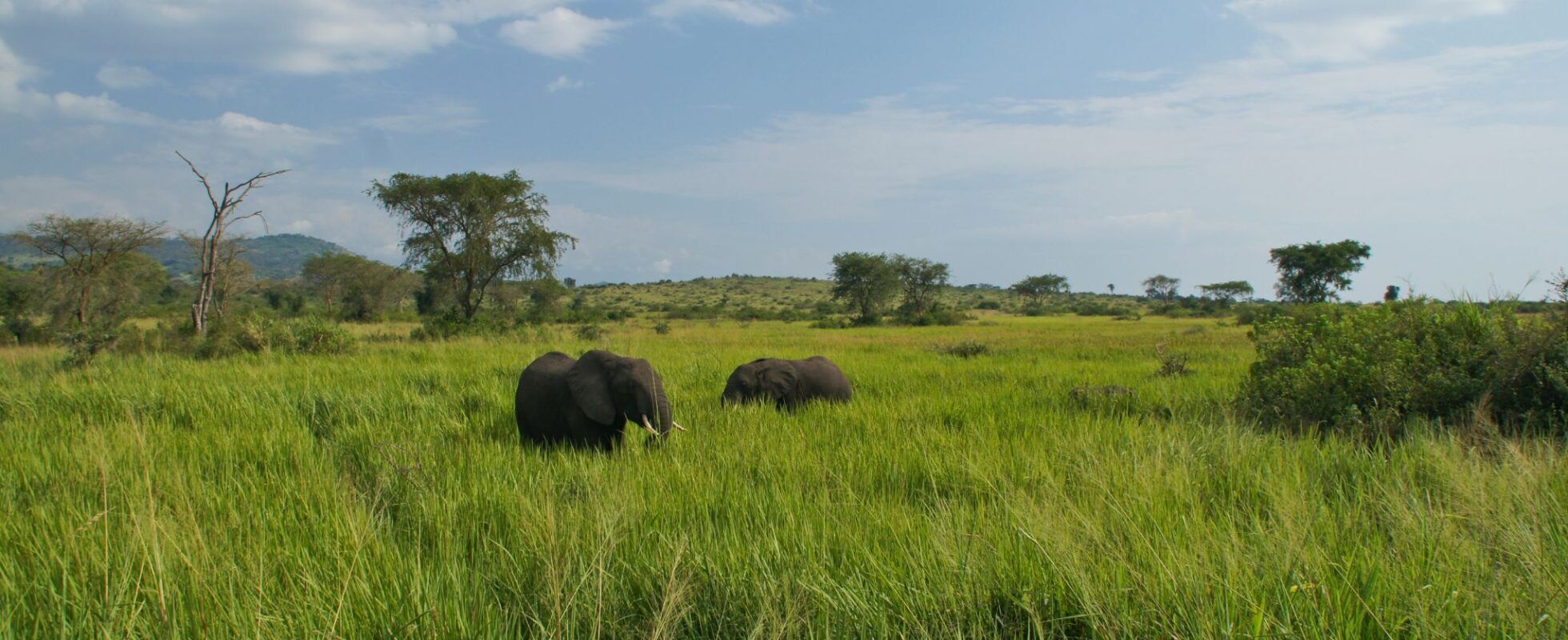 Elephants in the high green grass in Queen Elizabeth Uganda NP