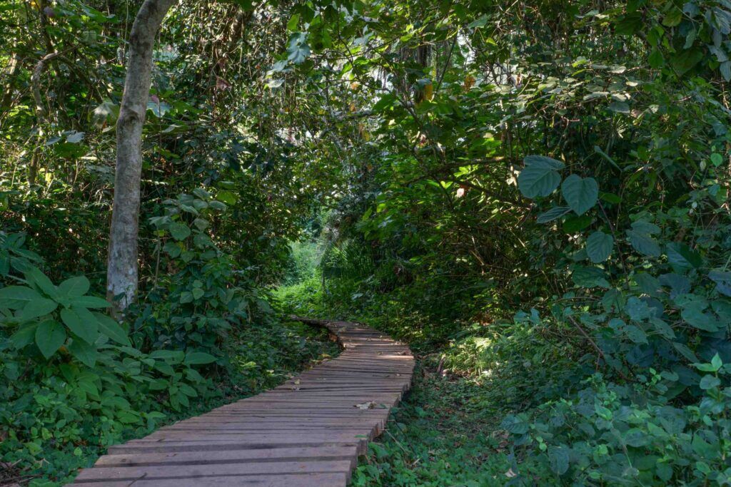 Wooden path leading through trees of Bigodi Wetland Sanctuary