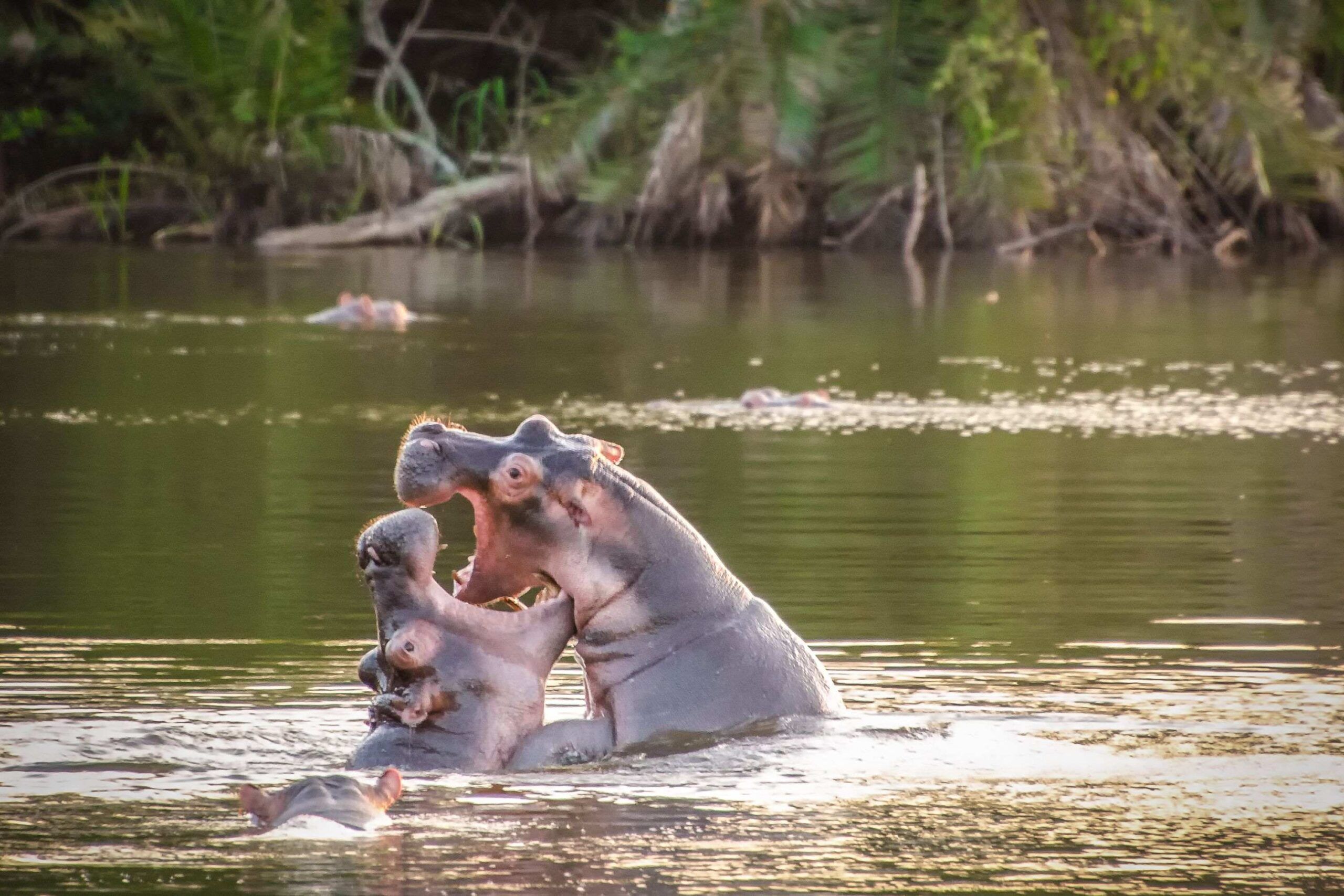 Walking safari in Lake Mburo National Park