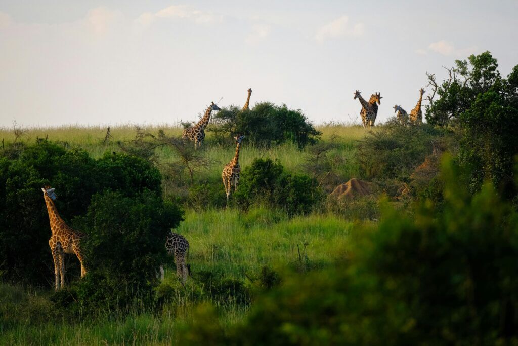 Giraffes standing in high green grass and behind bushes