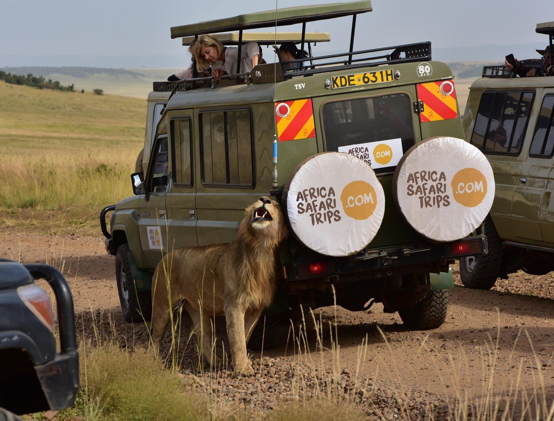 Lion standing beside an Africa Safari Trips safari vehicle in the Maasai Mara, Kenya, during a wildlife game drive across the open savannah.