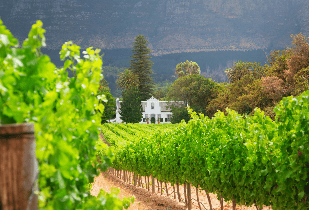 Stellenbosch Weingut