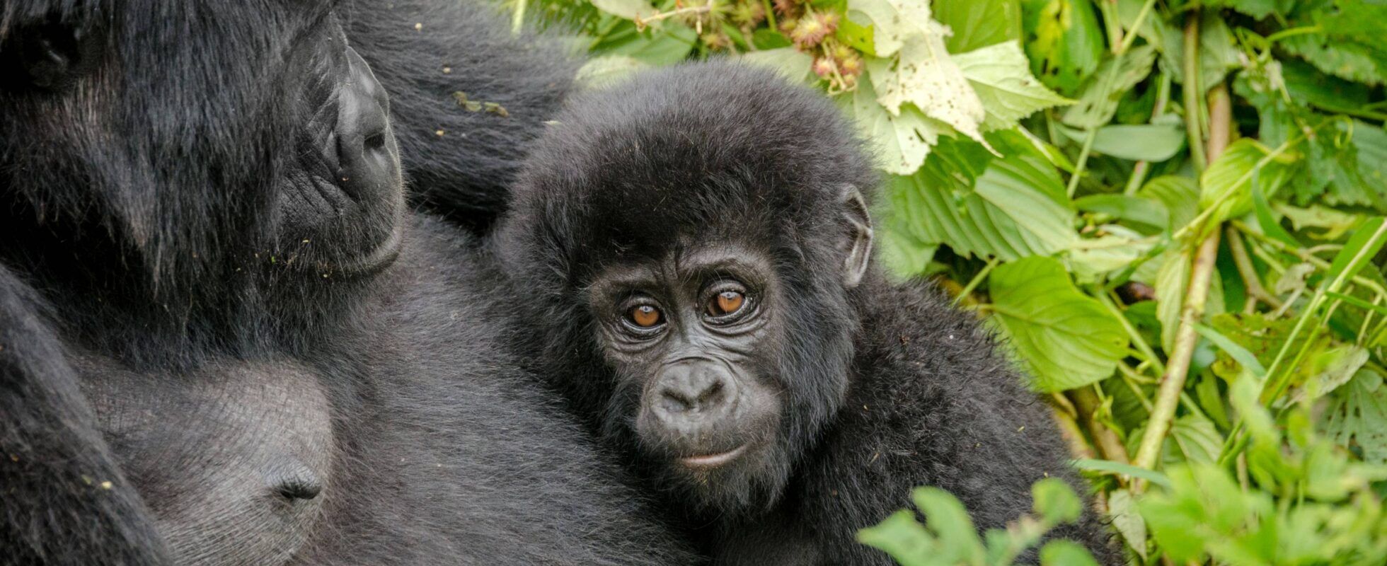 Baby mountain gorilla resting beside an adult gorilla in the dense rainforest of Bwindi Impenetrable National Park, Uganda, during a gorilla trekking experience.