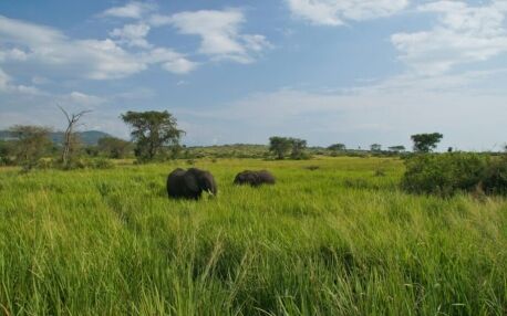 Elephants in the high green grass in Queen Elizabeth Uganda NP