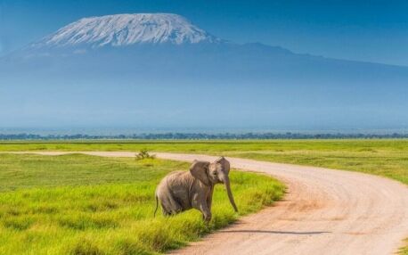 Young elephant stands in green grass next to a road with Mount Kilimanjaro in the background