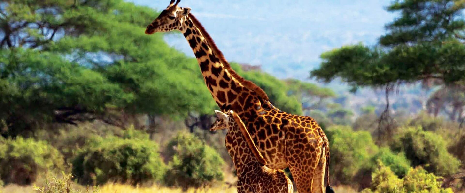 Giraffe mother and giraffe baby in light grass with trees in the background