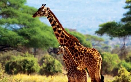 Giraffe mother and giraffe baby in light grass with trees in the background