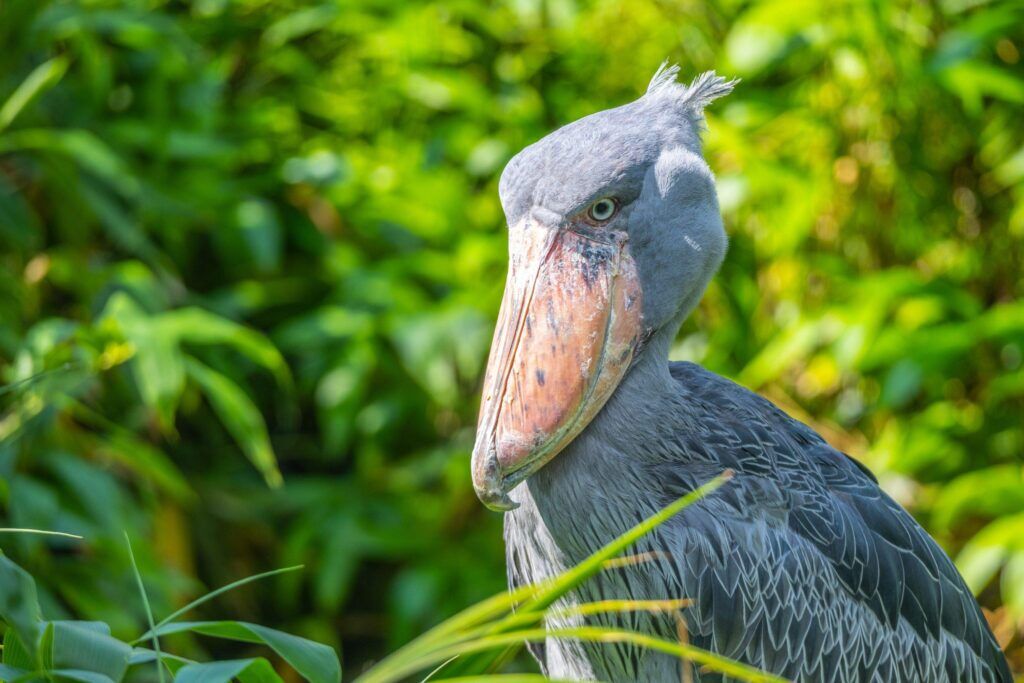 Shoebill stork surrounded by green bushes and trees