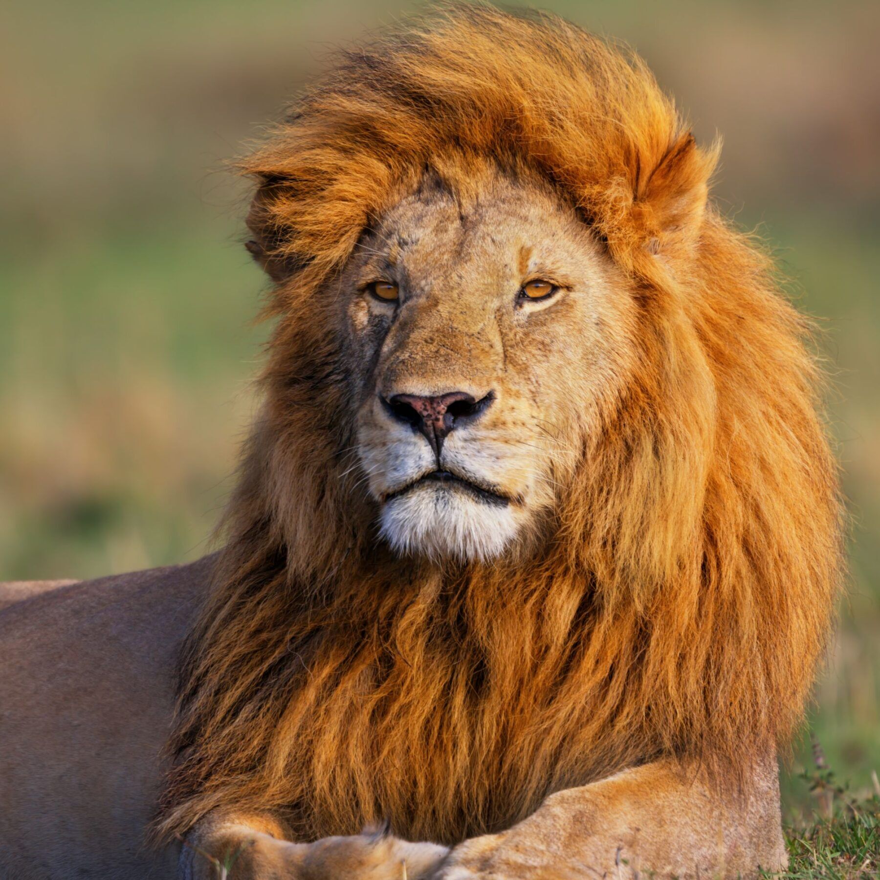 Lion sitting in the grass and in the sunlight