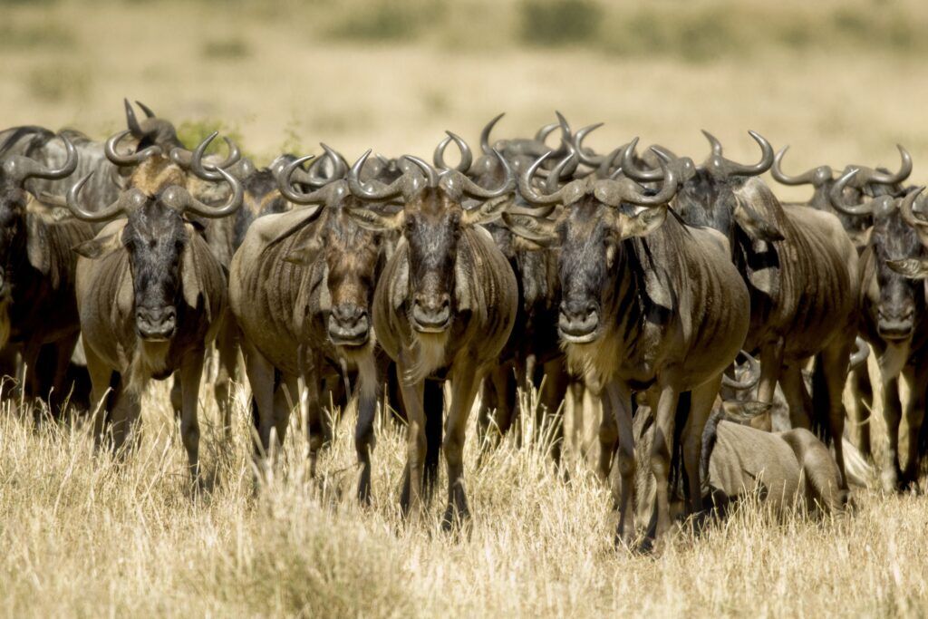 Herd of wildebeest walking through the light grass of Masai Mara