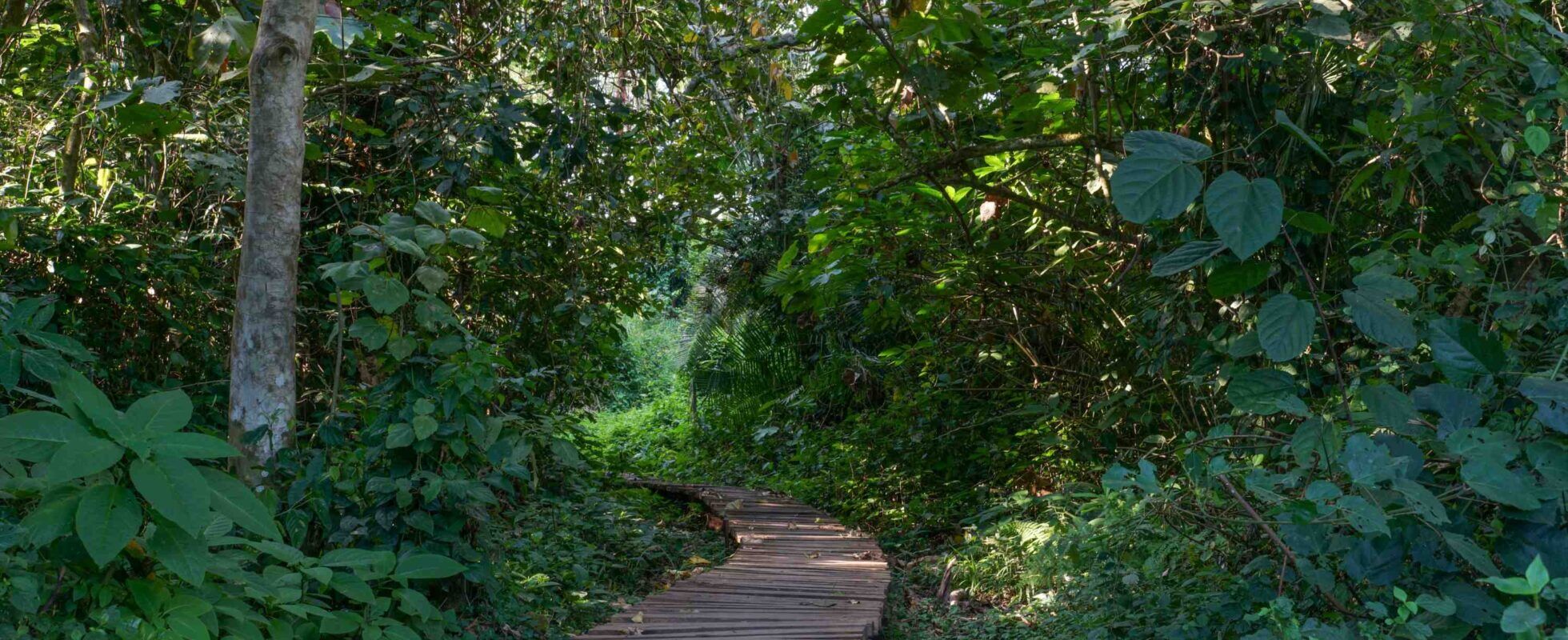 Wooden path leading through trees of Bigodi Wetland Sanctuary