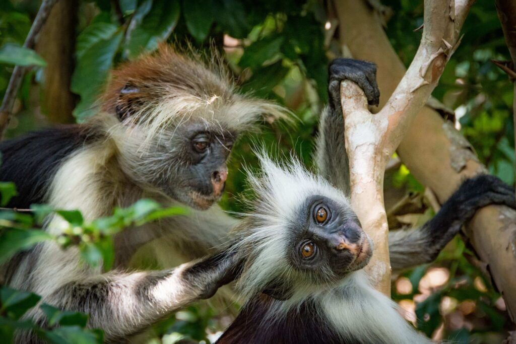 Two red colobus monkey sitting on a branch, one grooms the other