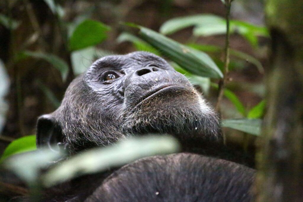 Chimpanzee looking up surrounded by green leaves