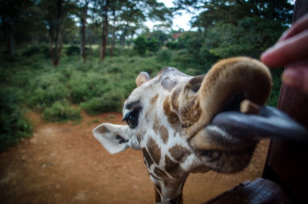 giraffe-center