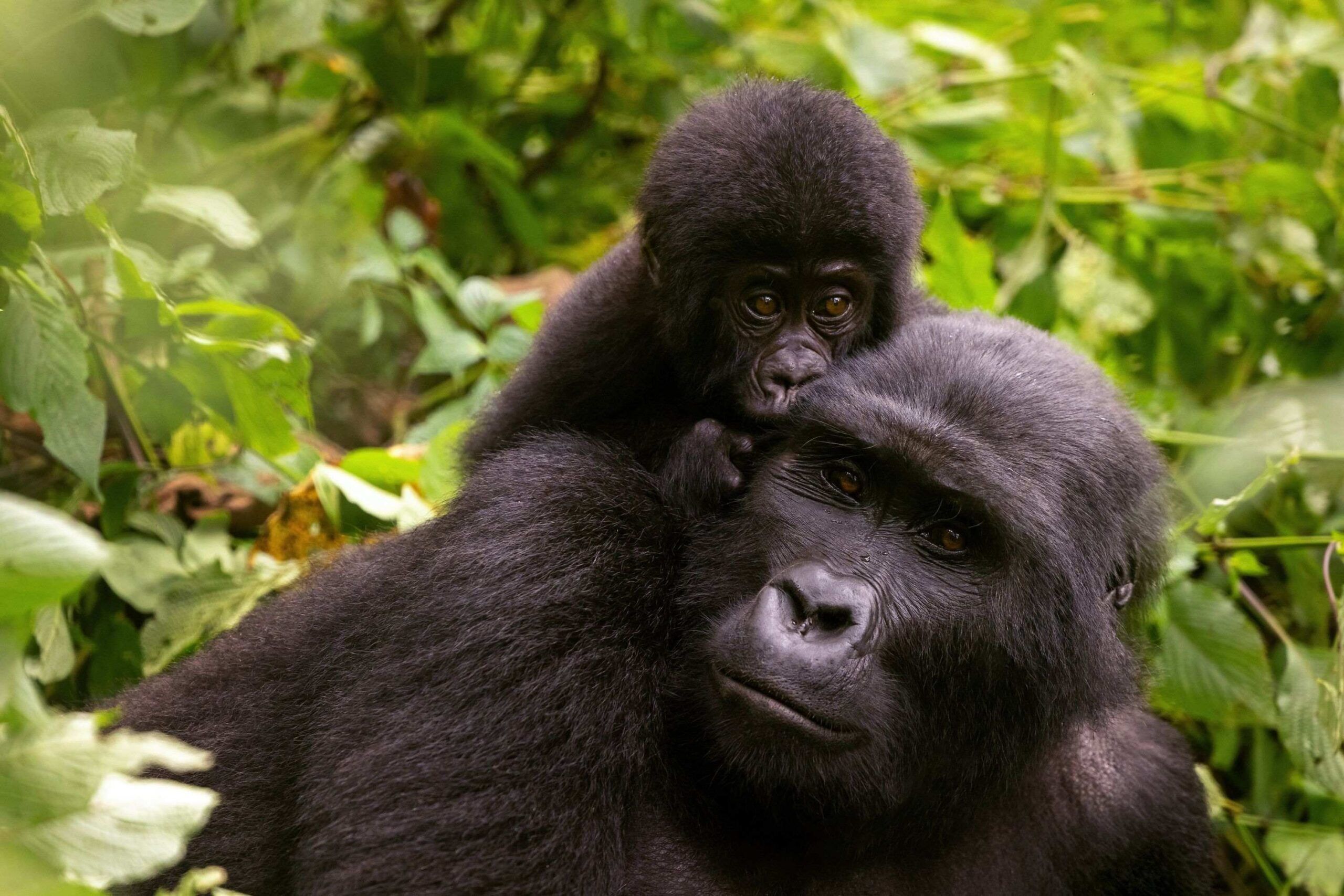 Mountain gorilla trekking in Buhoma (northern sector)