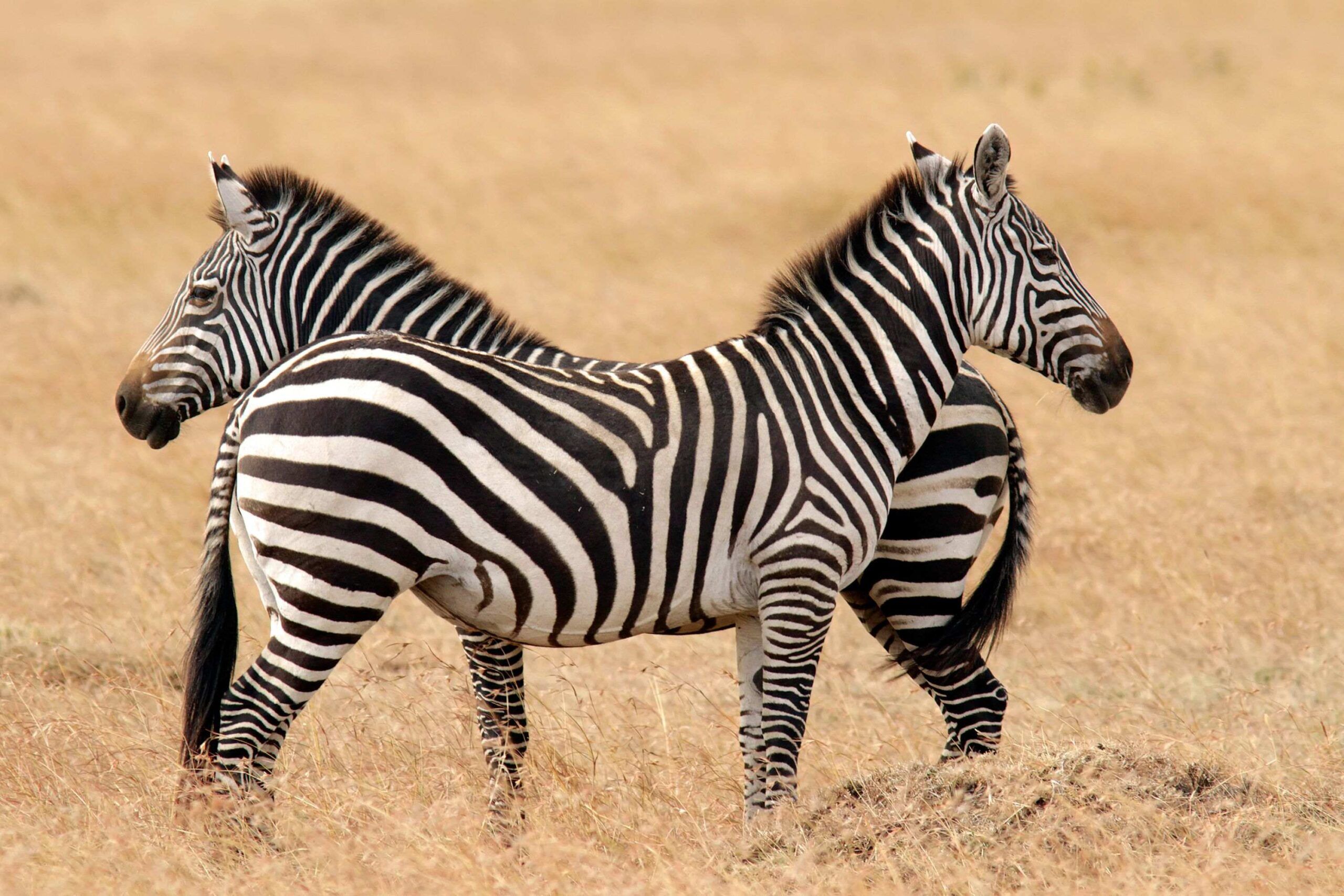 Walking safari at Zebra Plains