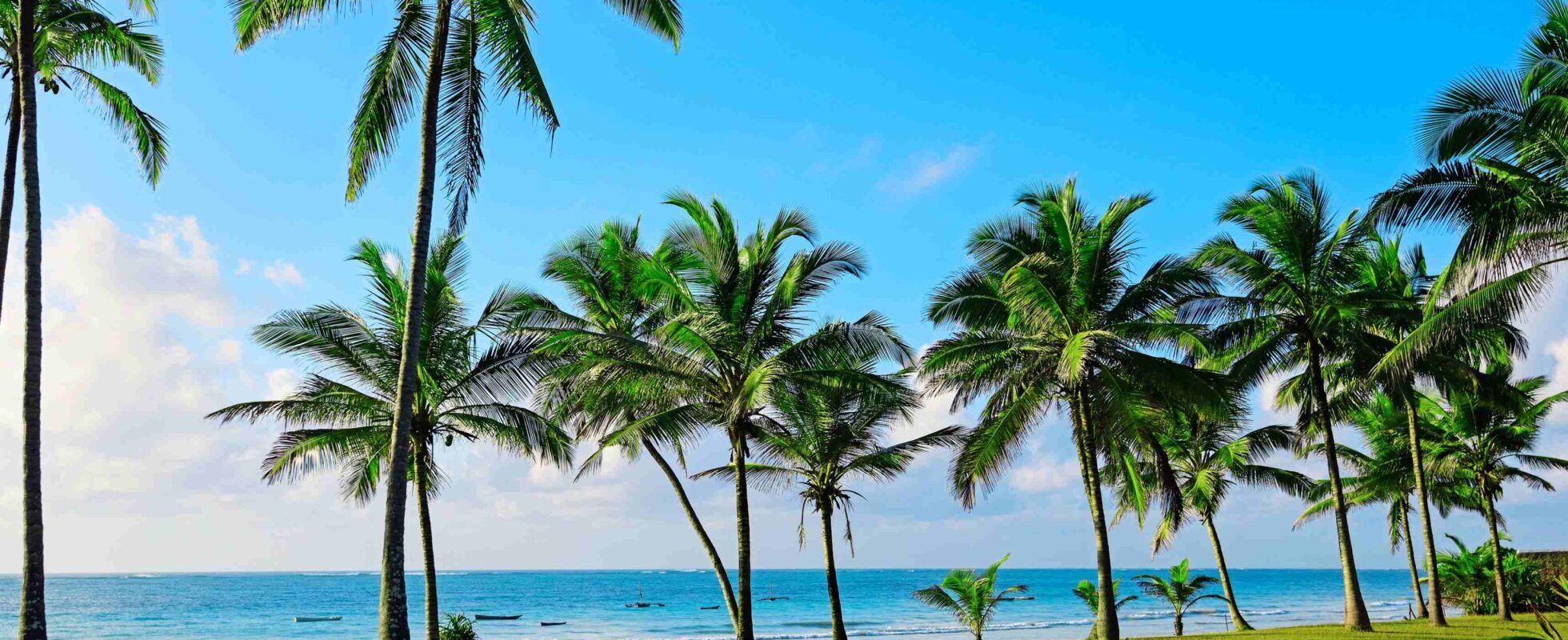 Palm trees beside the white-sand shoreline of Diani Beach, Kenya.