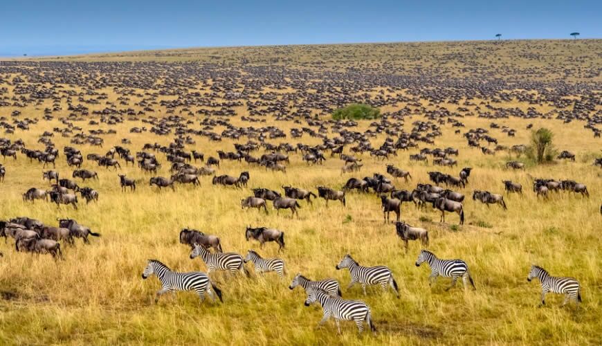 Countless wildebeest and zebras running through the Masai Mara