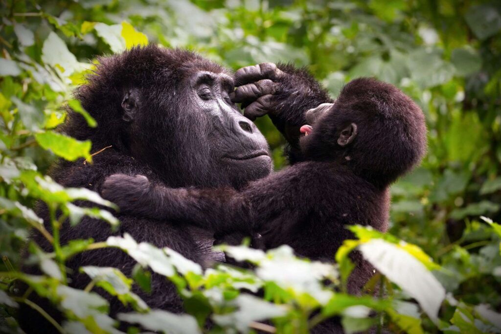 Baby mountain gorilla playing with its mother in the green forest