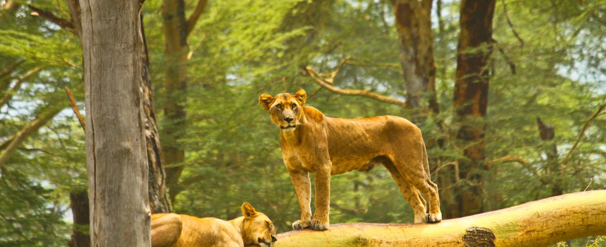 One lioness sleeps on a tree trunk, the other one stands on it