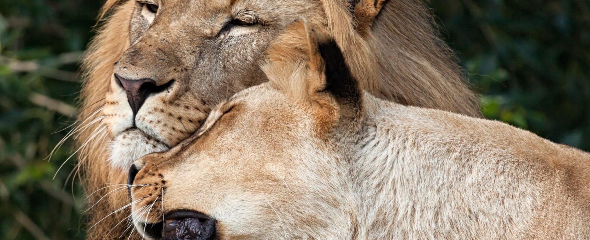 Lion and lioness cuddling