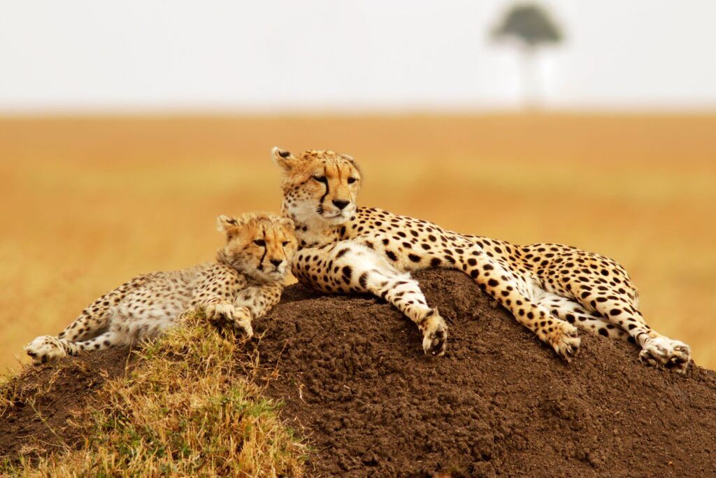 Cheetah mum and cheetah cub lying on mound of earth