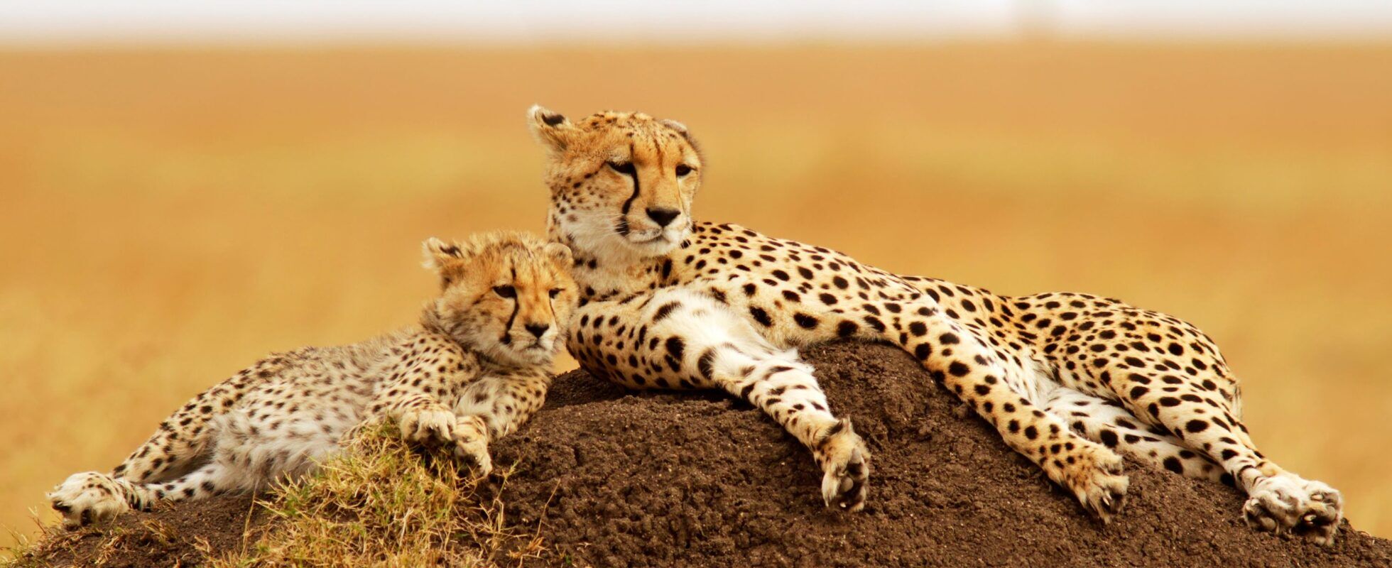 Cheetah mum and cheetah cub lying on mound of earth