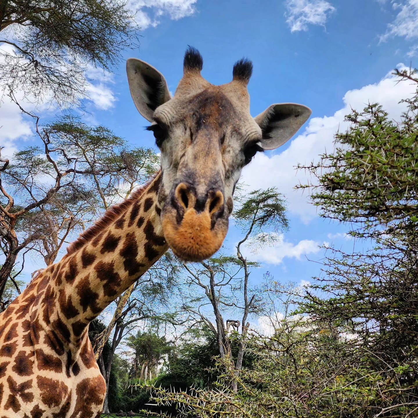 Giraffe Kenya