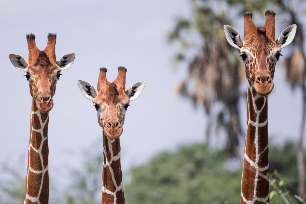 Three giraffes next to each other in Samburu National Reserve