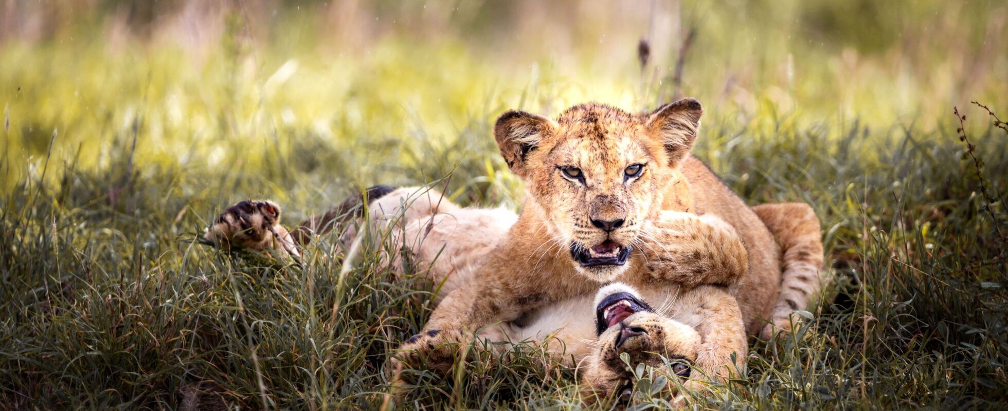 Two lion cubs playing in the green grass