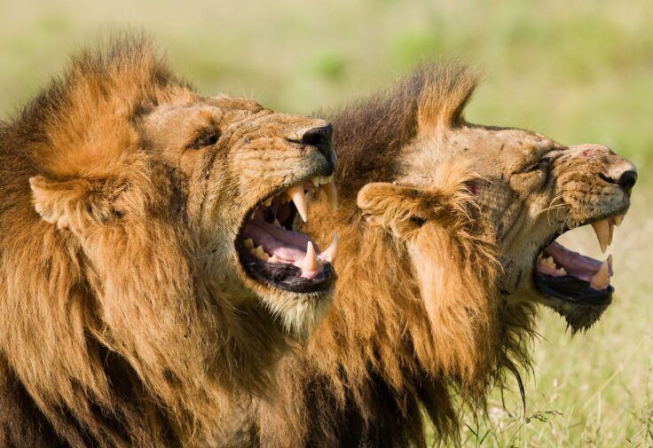 Two roaring lions in Tsavo East National Park