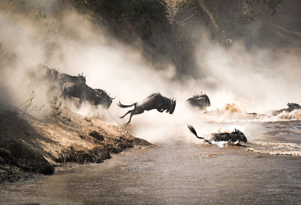 Great migration masai mara