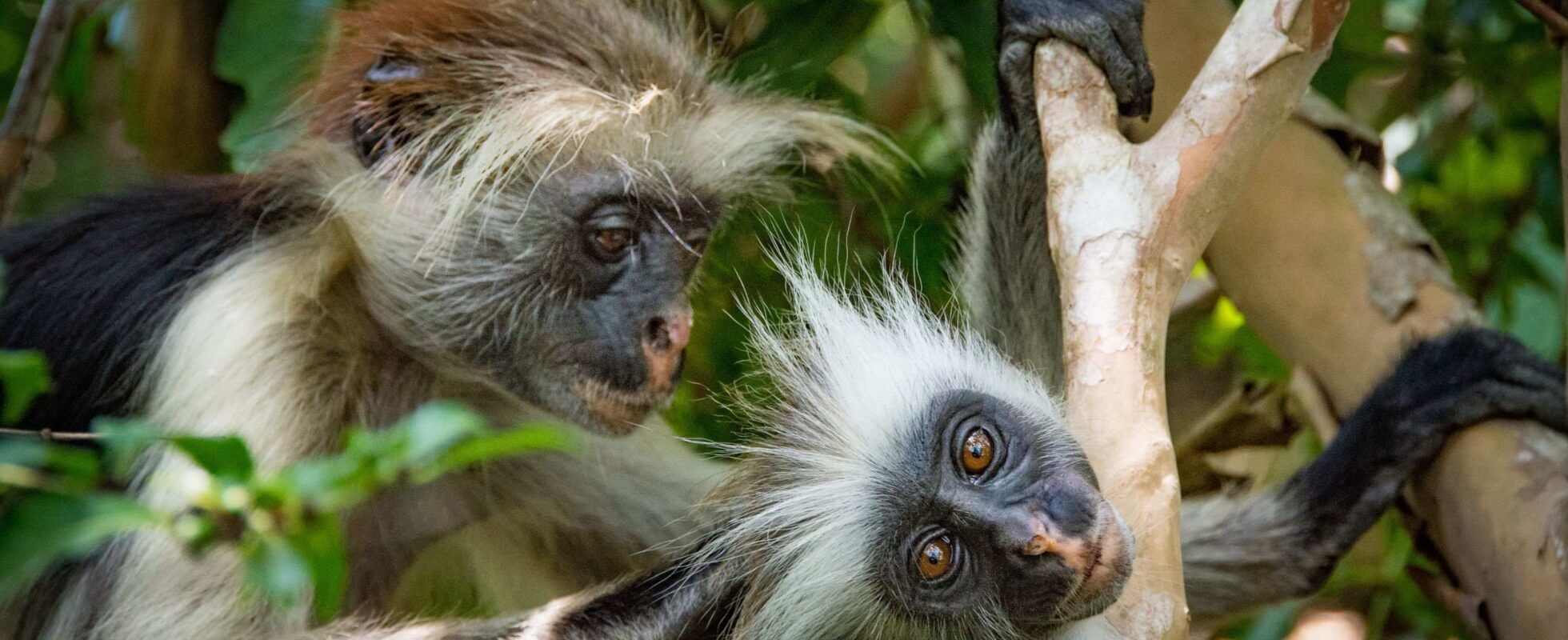 Two red colobus monkey sitting on a branch, one grooms the other