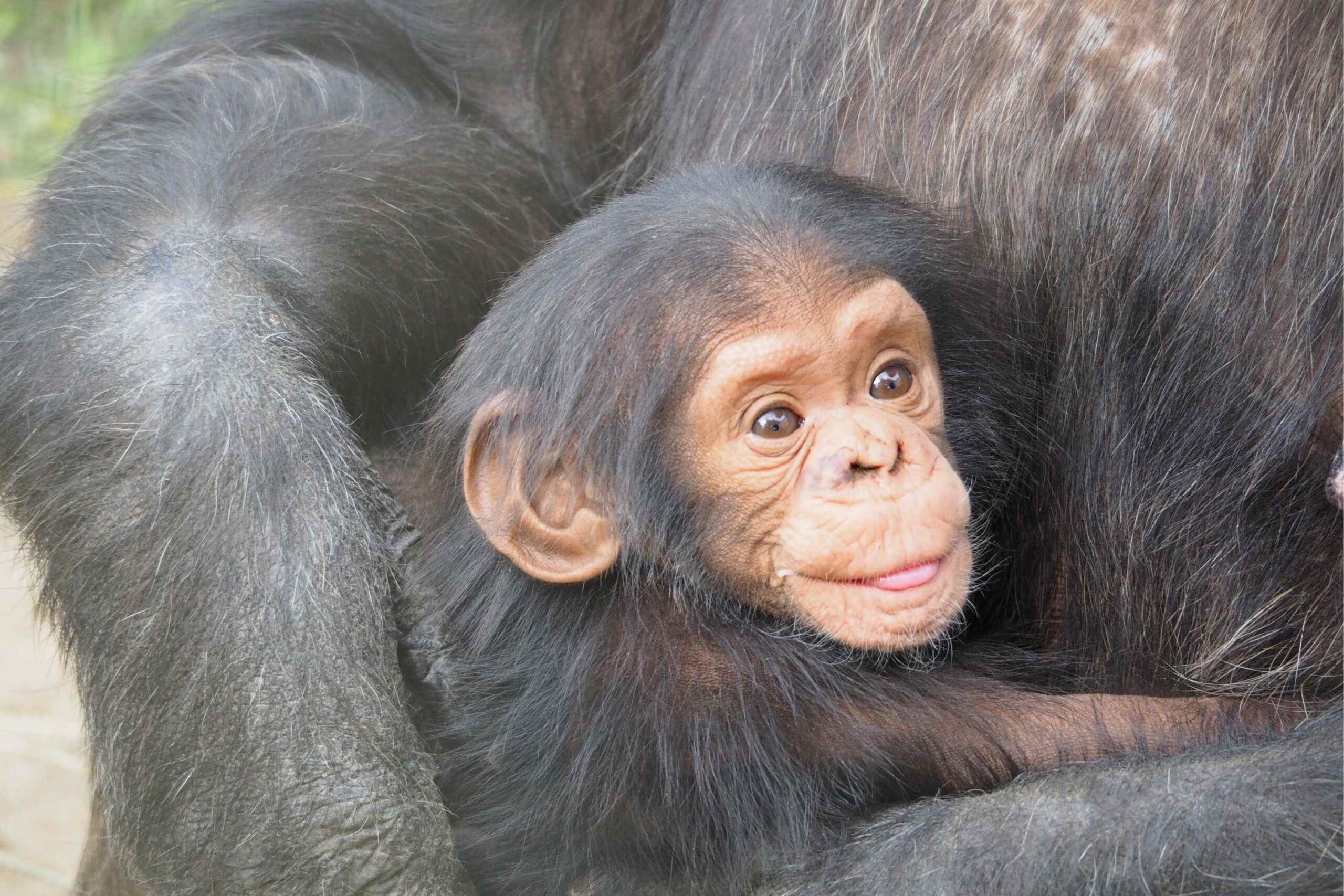 Chimpanzee Trekking in Kibale National Park