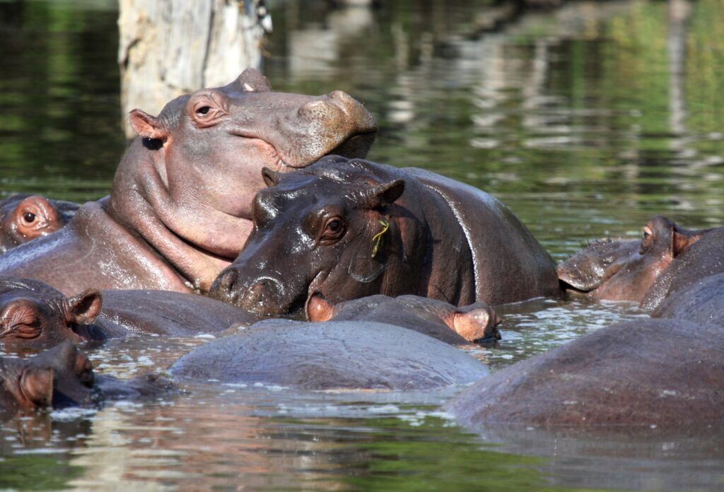 South Africa_Images for Landing Pages - South Africa_Kruger National Park_Hippos