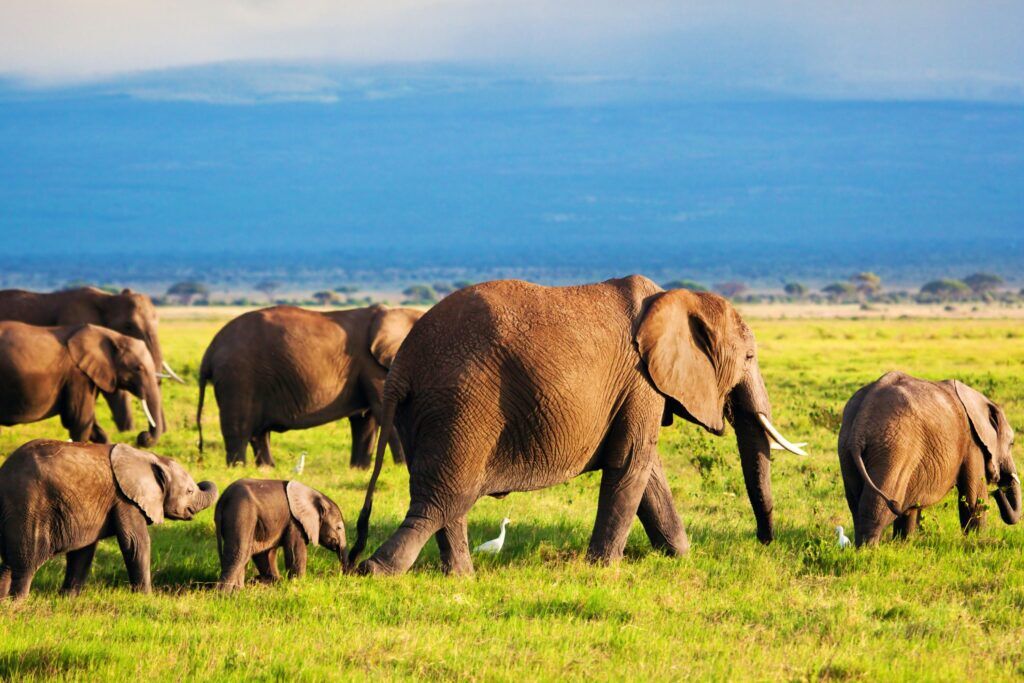 Herd of elephants with baby elephants roaming through the green grass