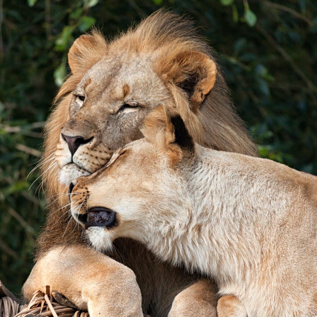 Lion and lioness cuddling