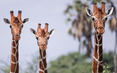 Three giraffes next to each other in Samburu National Reserve