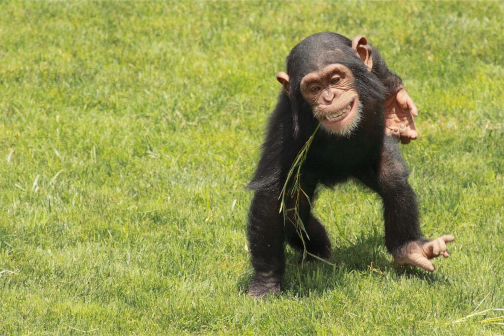 Chimpanzee playing on grass