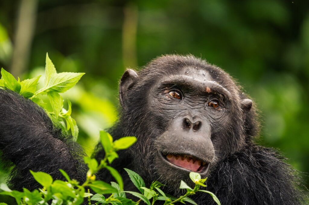 Chimp trekking Uganda