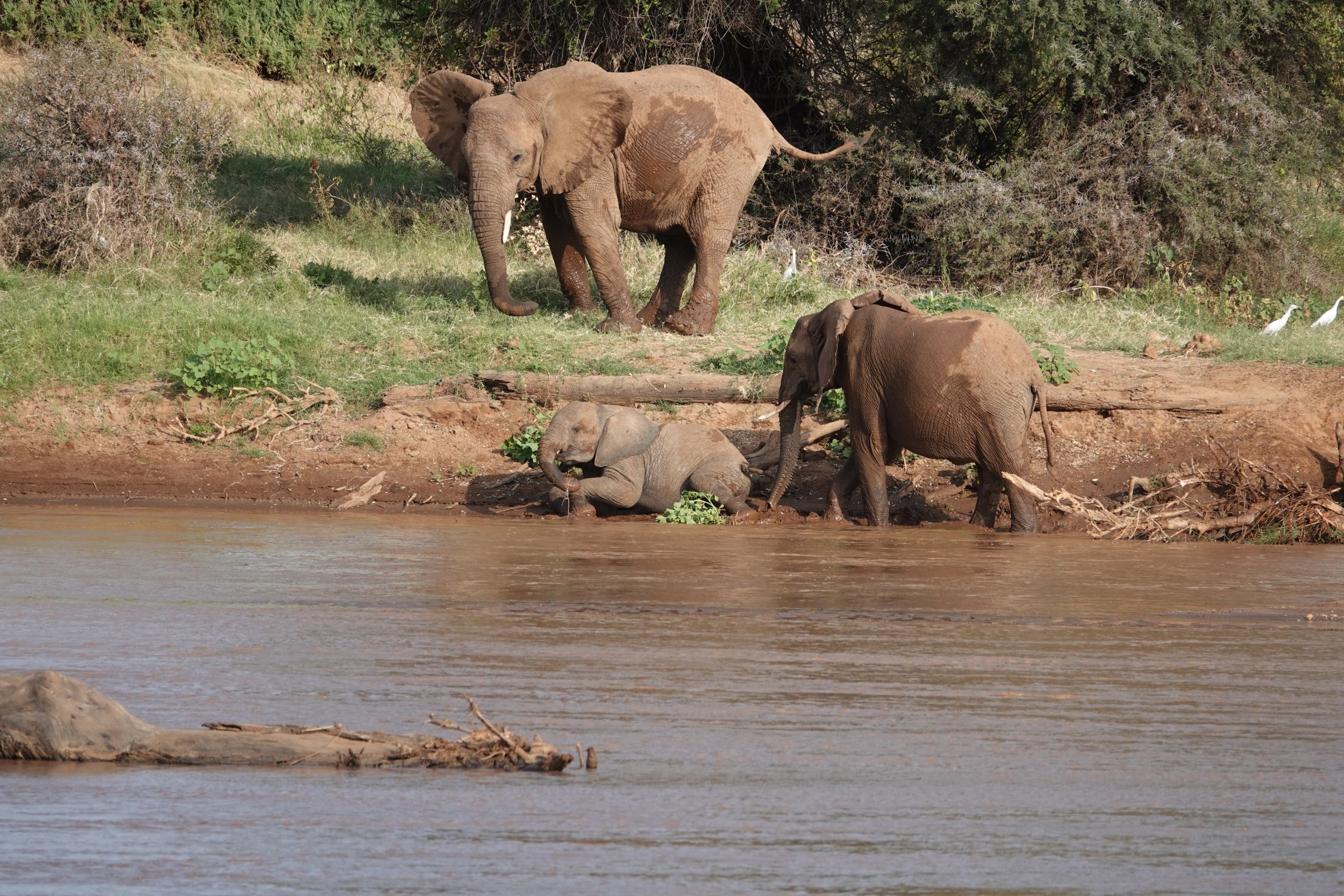 Ol' Pejeta Conservancy