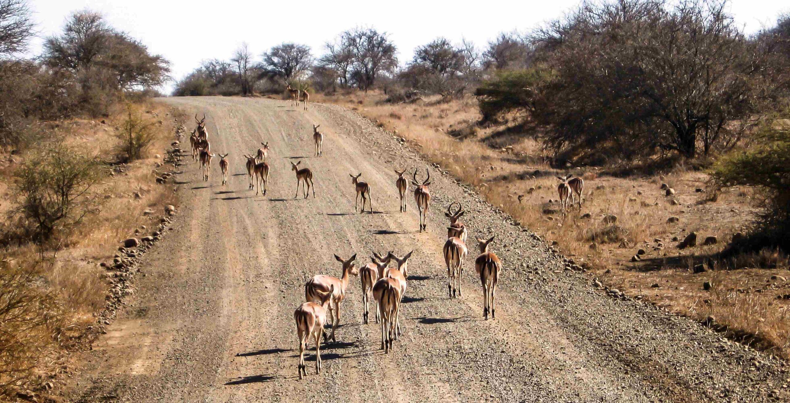 Drive from Hoedspruit to Kruger National Park – Phalaborwa Gate