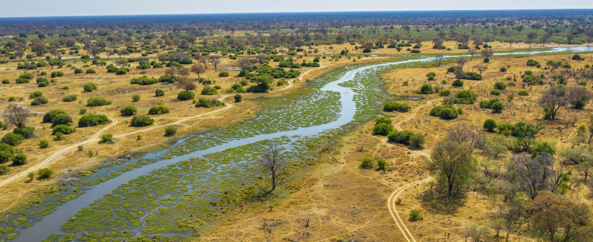 Khwai River from above with yellow grass and bushes on the left and right