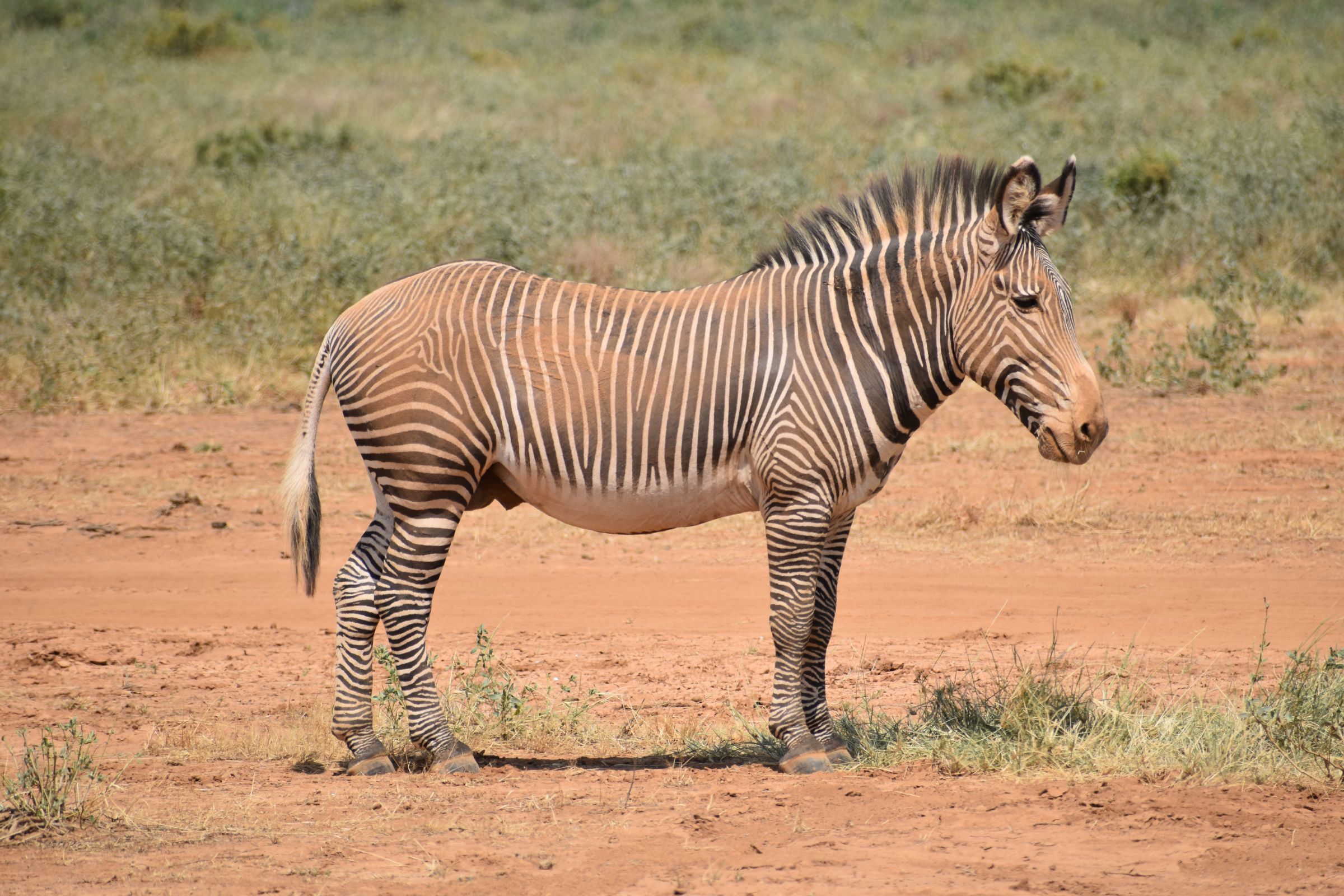 Drive from Ol' Pejeta Conservancy to Samburu National Reserve